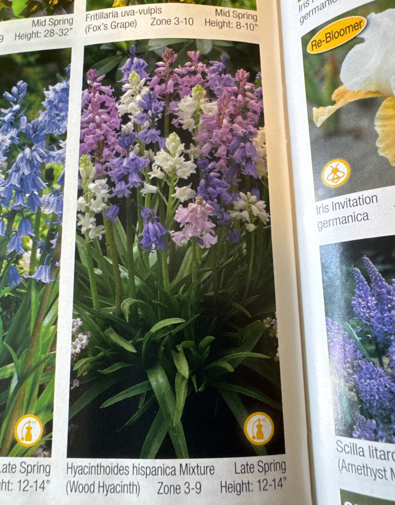 Netherland Bulb Company Hyacinthoides Hispanica Mixture (Wood Hyacinths) 10/pk