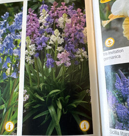 Netherland Bulb Company Hyacinthoides Hispanica Mixture (Wood Hyacinths) 10/pk