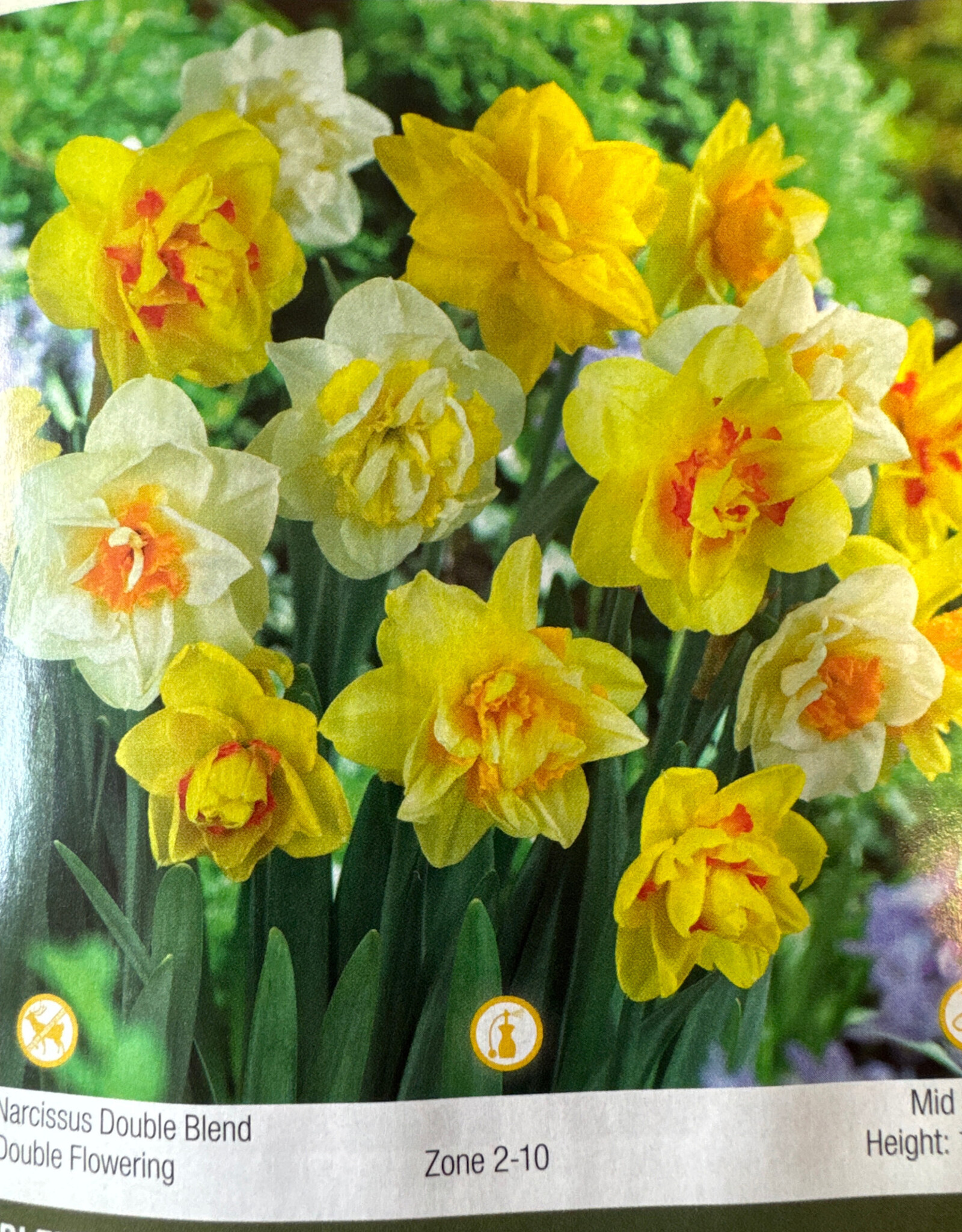 Netherland Bulb Company Narcissus Double Blend 14/pk