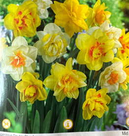 Netherland Bulb Company Narcissus Double Blend 14/pk