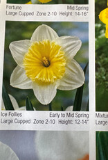 Narcissus Ice Follies 7/pk