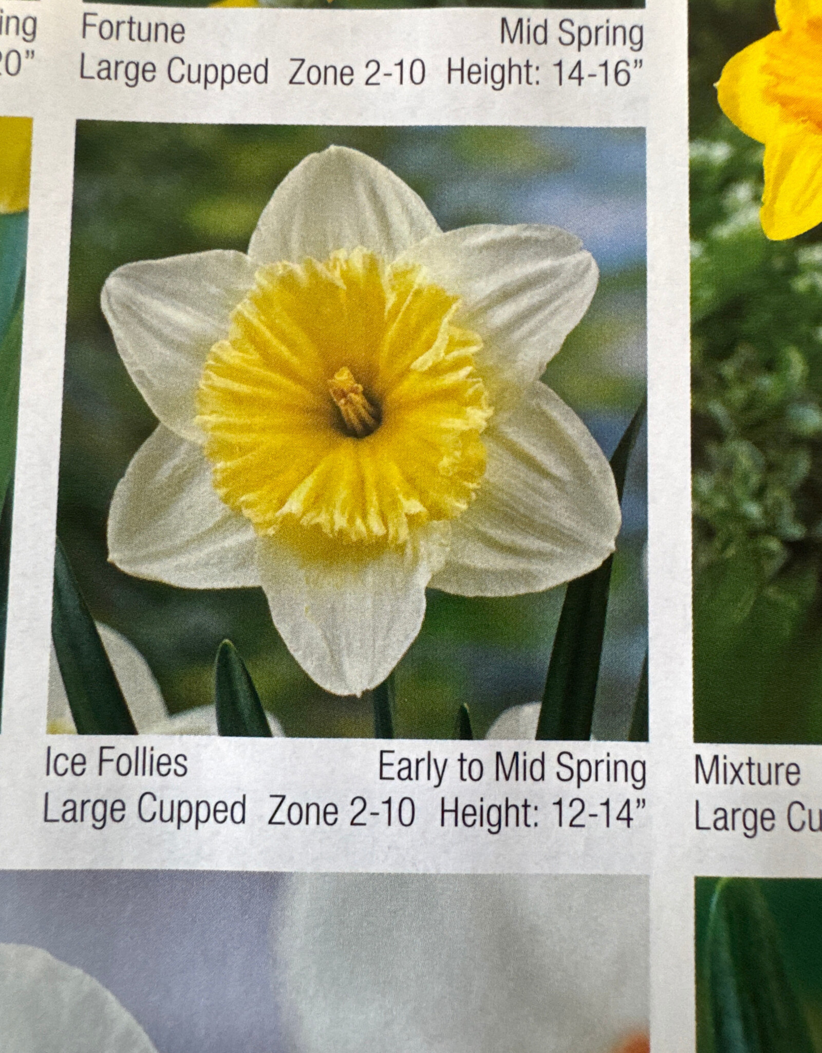 Narcissus Ice Follies 7/pk