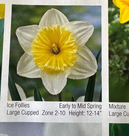 Narcissus Ice Follies 7/pk