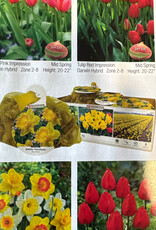 Netherland Bulb Company Narcissus King Alfred XXL 60/pk