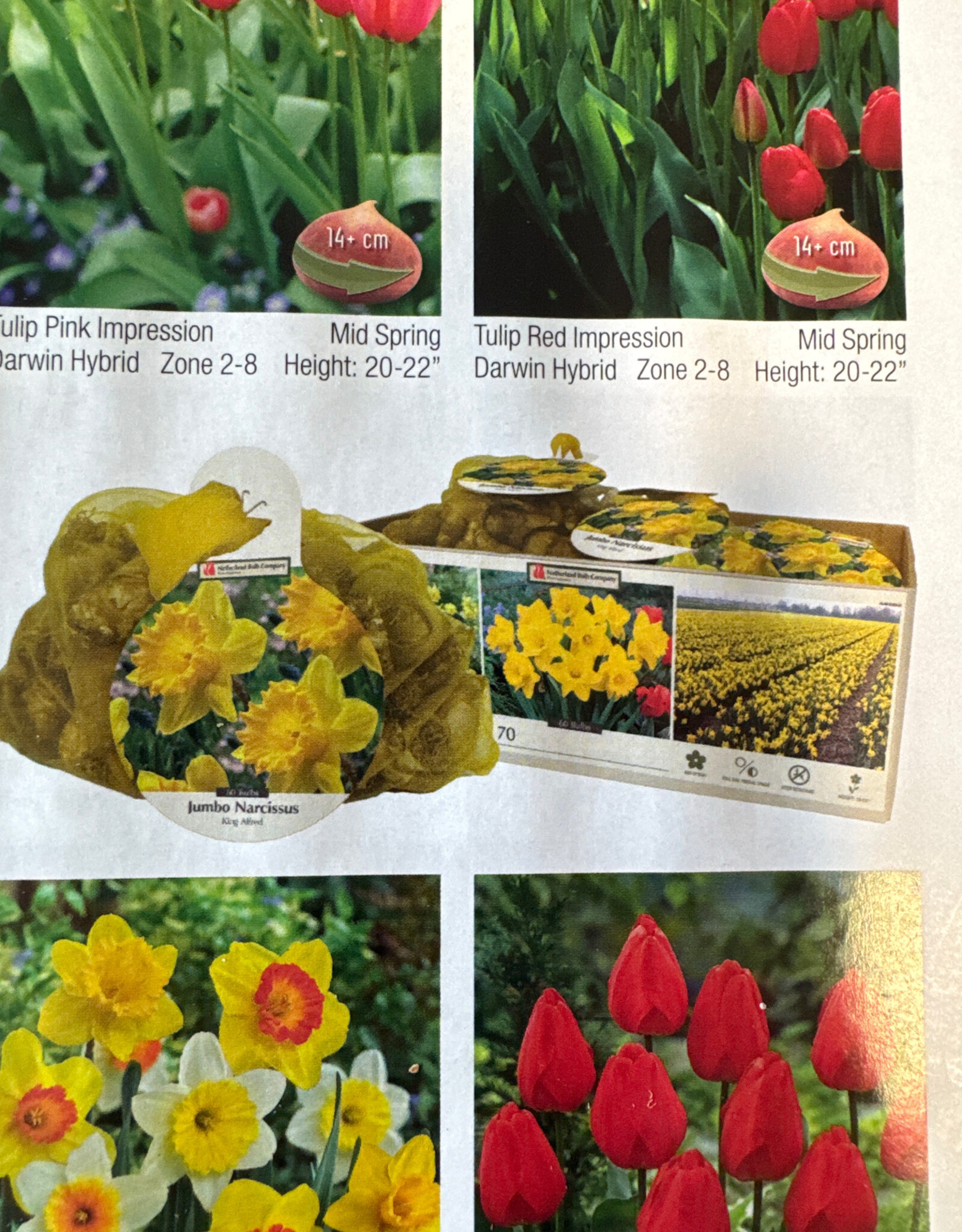 Netherland Bulb Company Narcissus King Alfred XXL 60/pk