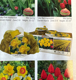 Netherland Bulb Company Narcissus King Alfred XXL 60/pk
