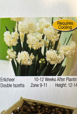 Netherland Bulb Company Narcissus Paperwhite Erlicheer 4/pk