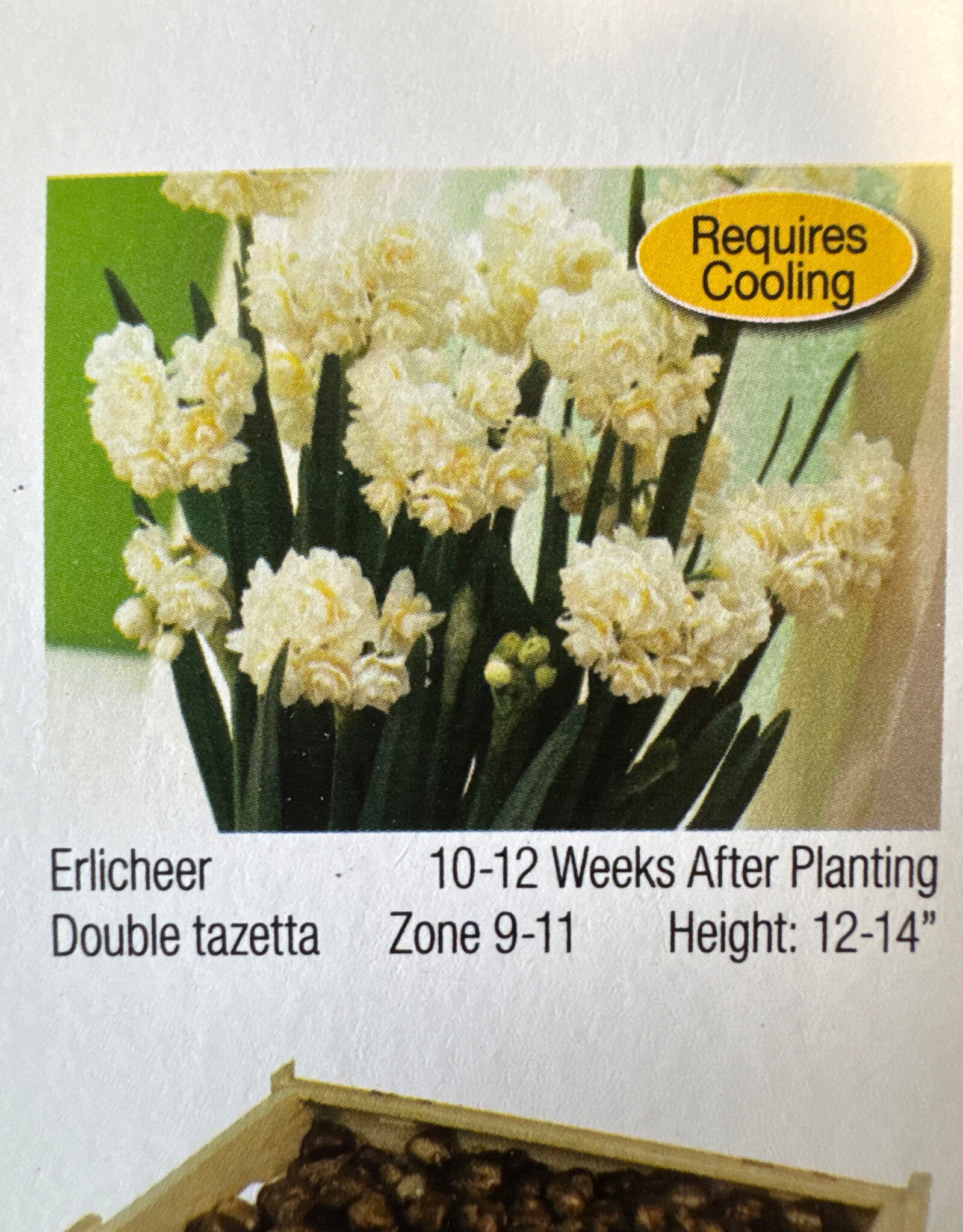 Netherland Bulb Company Narcissus Paperwhite Erlicheer 4/pk