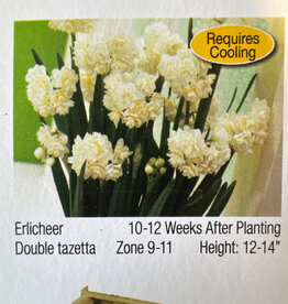 Netherland Bulb Company Narcissus Paperwhite Erlicheer 4/pk