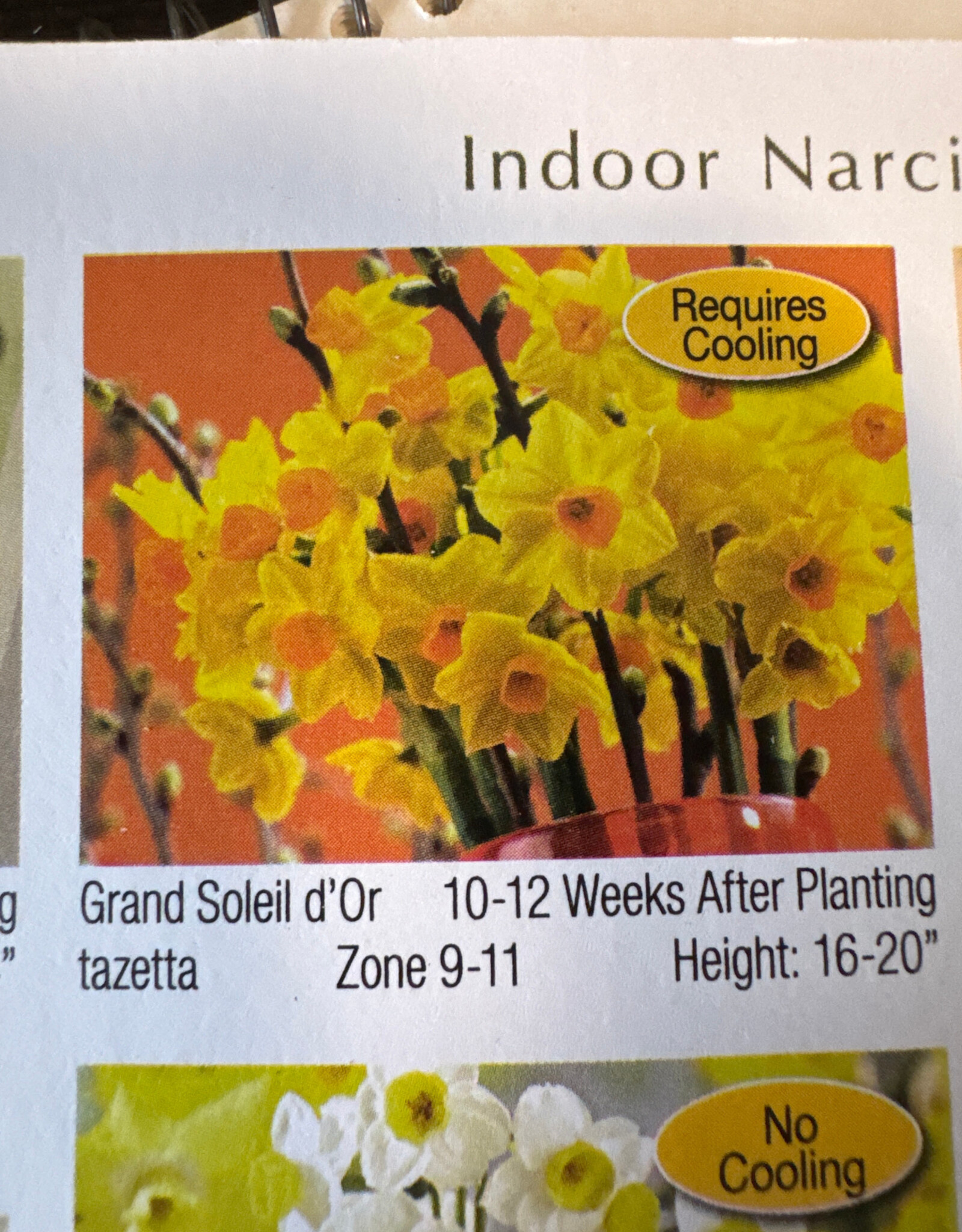 Netherland Bulb Company Narcissus Paperwhite Grand Soleil D'Or 4/pk