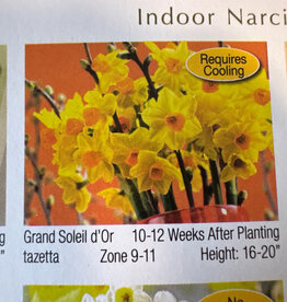Netherland Bulb Company Narcissus Paperwhite Grand Soleil D'Or 4/pk