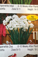 Netherland Bulb Company Narcissus Paperwhite Ziva 4/pk