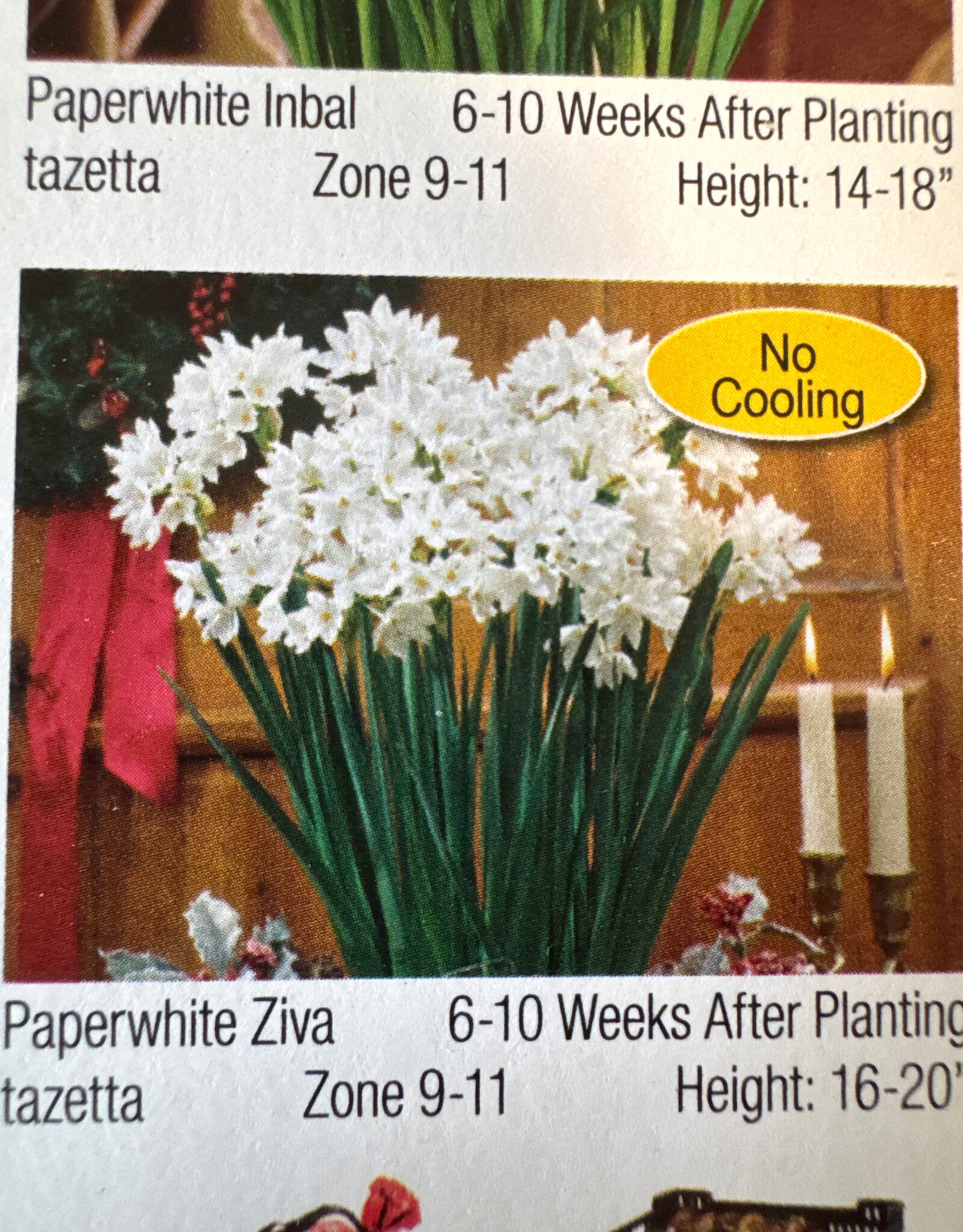 Netherland Bulb Company Narcissus Paperwhite Ziva 4/pk