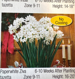 Netherland Bulb Company Narcissus Paperwhite Ziva 4/pk