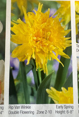 Netherland Bulb Company Narcissus Rip Van Winkle 7/pk