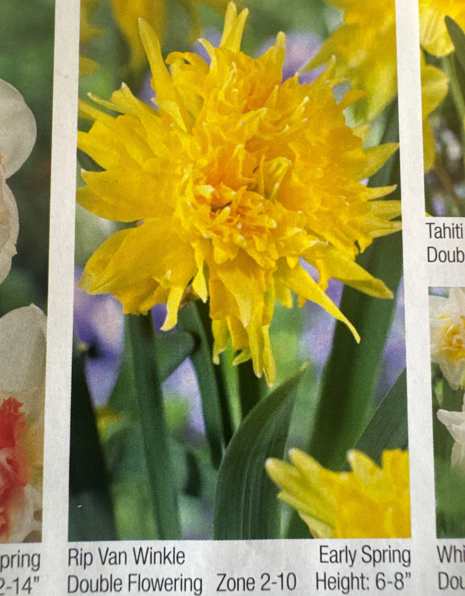 Netherland Bulb Company Narcissus Rip Van Winkle 7/pk