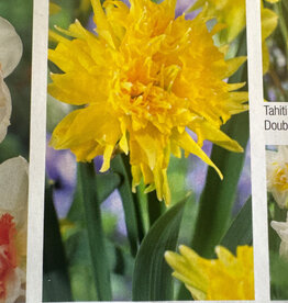 Netherland Bulb Company Narcissus Rip Van Winkle 7/pk