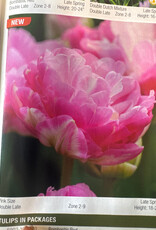 Netherland Bulb Company Tulip Pink Size 7/pk