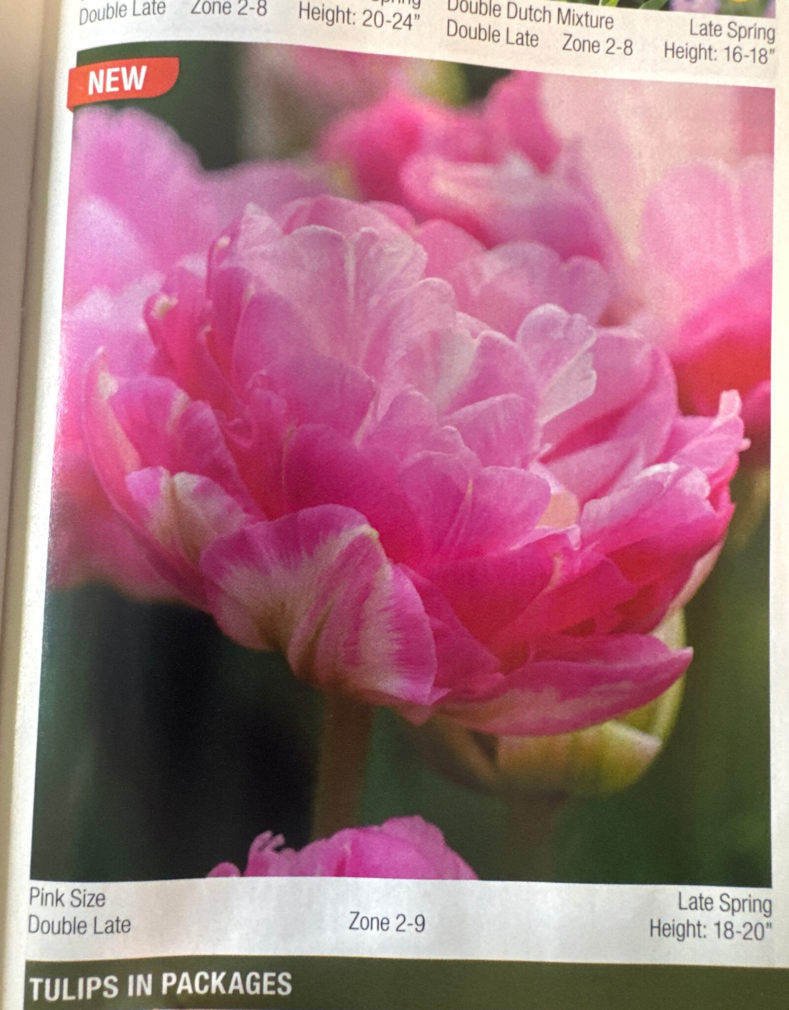 Netherland Bulb Company Tulip Pink Size 7/pk