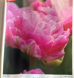 Netherland Bulb Company Tulip Pink Size 7/pk