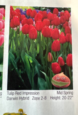 Netherland Bulb Company Tulip Red Impression in Bulk each price