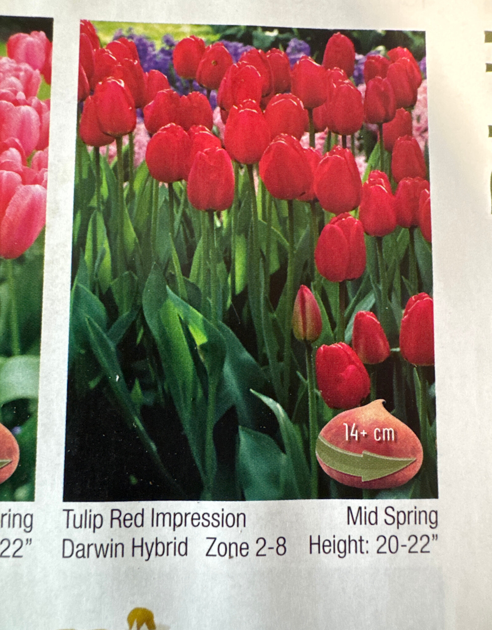 Netherland Bulb Company Tulip Red Impression in Bulk each price