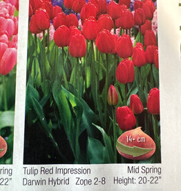 Netherland Bulb Company Tulip Red Impression in Bulk each price