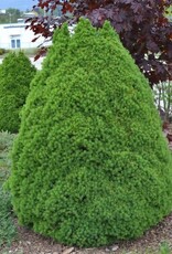 Sester Farms Picea glauca 'Conica' #5 Super pot- Dwarf Alberta Spruce SF