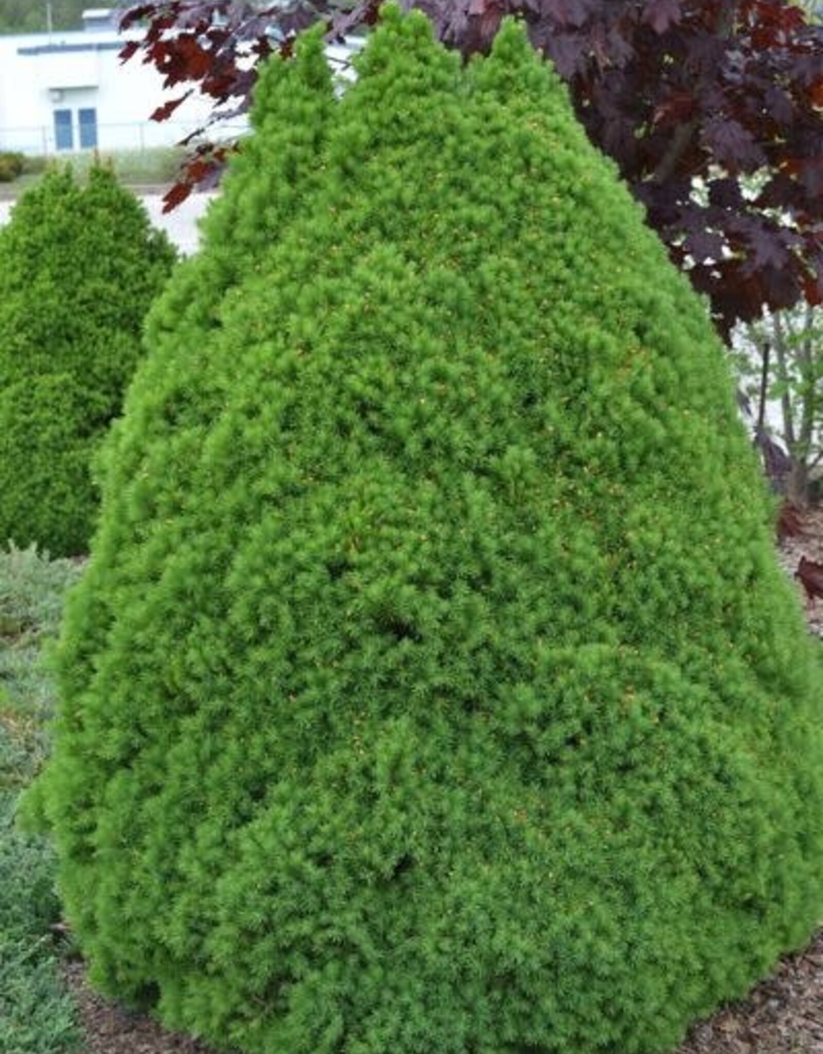 Sester Farms Picea glauca 'Conica' #5 Super pot- Dwarf Alberta Spruce SF