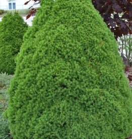 Sester Farms Picea glauca 'Conica' #5 Super pot- Dwarf Alberta Spruce SF