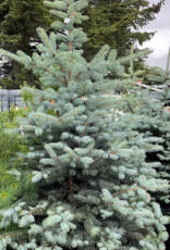 Sester Farms Picea pungens 'Blue Diamond' - Blue Diamond Spruce #2 12-15 in.
