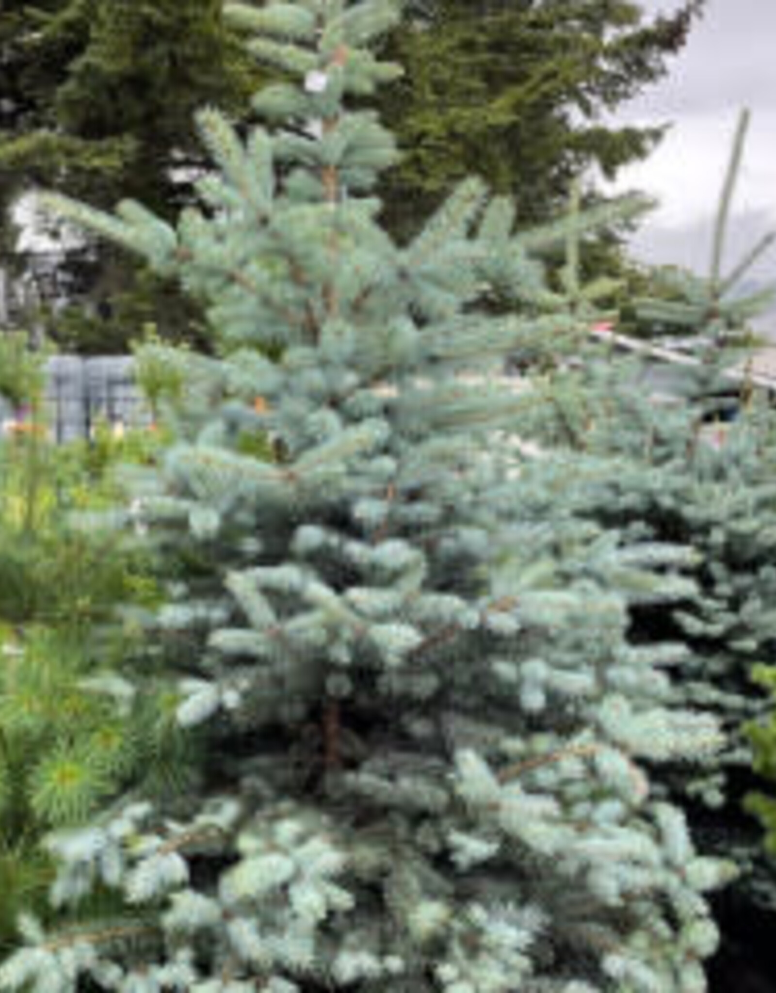 Sester Farms Picea pungens 'Blue Diamond' - Blue Diamond Spruce #2 12-15 in.