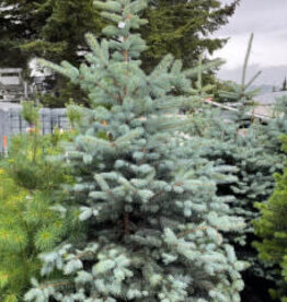 Sester Farms Picea pungens 'Blue Diamond' - Blue Diamond Spruce #2 12-15 in.