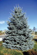 Sester Farms Picea pungens 'Fat Albert'- Spruce  #7 30 inch