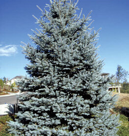 Sester Farms Picea pungens 'Fat Albert'- Spruce  #7 30 inch