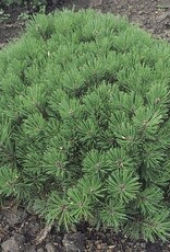 Sester Farms Pinus mugo 'Pumilio' -Dwarf Mugo Pine  #2 15 in.-18in. SF