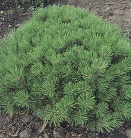 Sester Farms Pinus mugo 'Pumilio' -Dwarf Mugo Pine  #2 15 in.-18in. SF