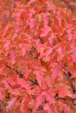 Bron and Sons Acer ginnala 'Flame'  # 2 Shrub- Amur Maple SF