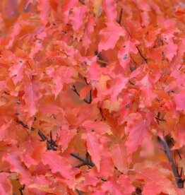 Bron and Sons Acer ginnala 'Flame'  # 2 Shrub- Amur Maple SF