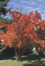 Bron and Sons Acer ginnala 'Flame'  # 2 Shrub- Amur Maple SF