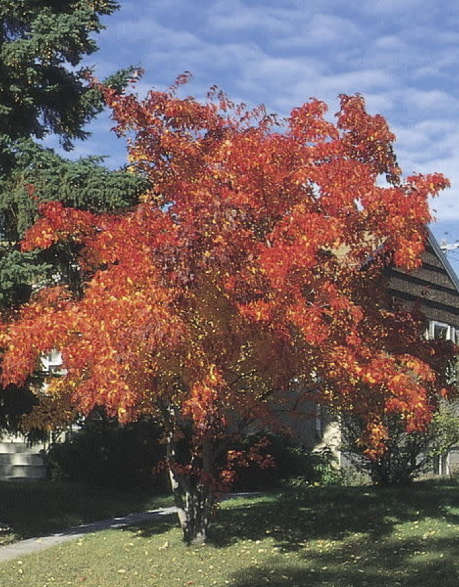 Bron and Sons Acer ginnala 'Flame'  # 2 Shrub- Amur Maple SF