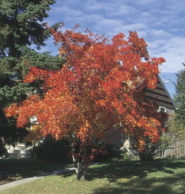 Bron and Sons Acer ginnala 'Flame'  # 7  3/4"- Amur Maple SF
