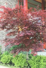 Sester Farms Acer palm. 'Bloodgood' #5 Super Japanese Maple