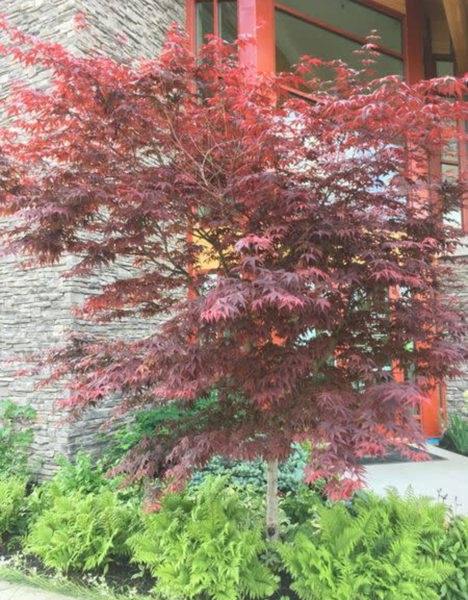 Sester Farms Acer palm. 'Bloodgood' #5 Super Japanese Maple