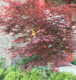 Sester Farms Acer palm. 'Bloodgood' #5 Super Japanese Maple
