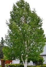 Sester Farms Betula papyrifera #5 Paper birch SF