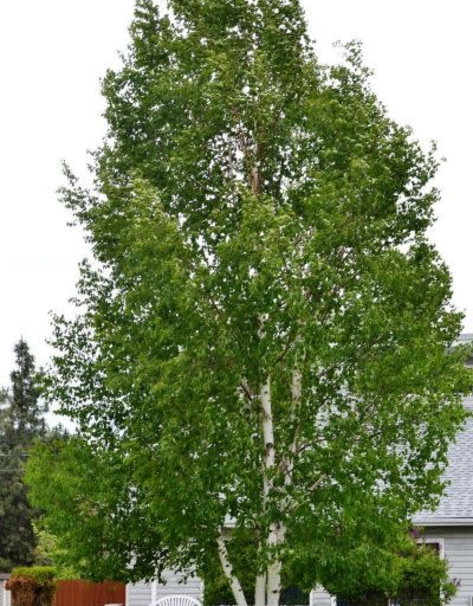 Sester Farms Betula papyrifera #5 Paper birch SF
