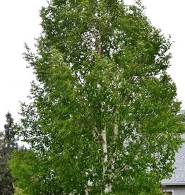 Sester Farms Betula papyrifera #5 Paper birch SF
