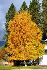 Sester Farms Betula papyrifera 'Varen'  #5  Prairie Dream Paper Birch  SF