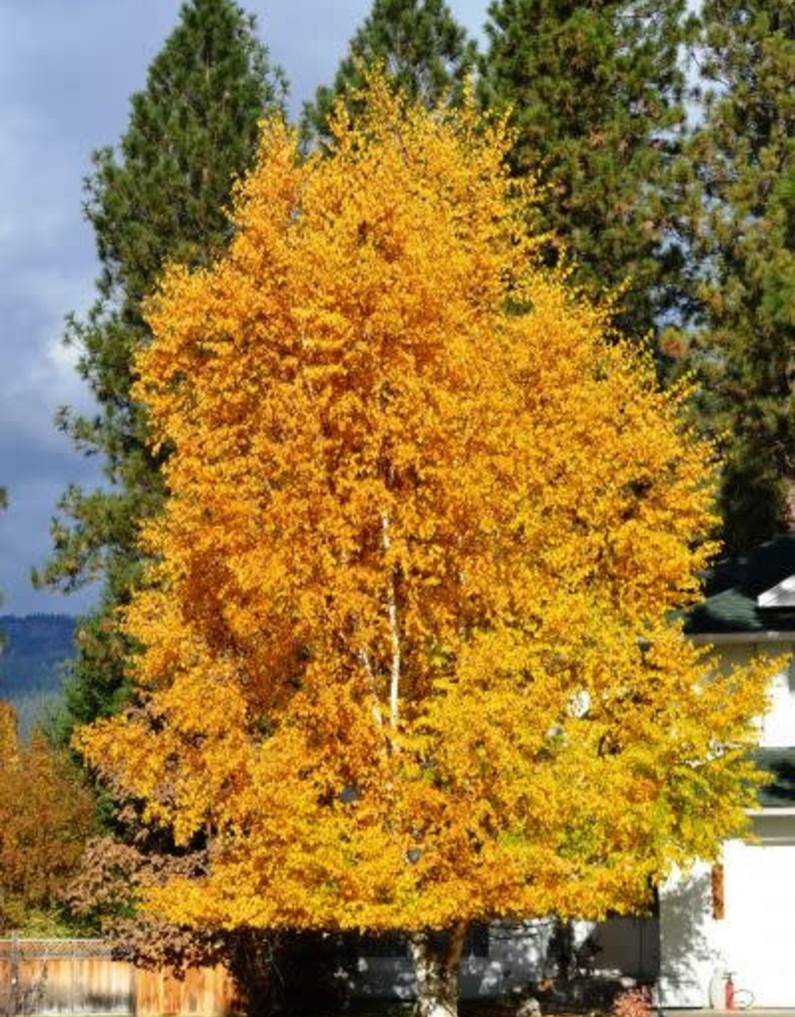 Sester Farms Betula papyrifera 'Varen'  #5  Prairie Dream Paper Birch  SF
